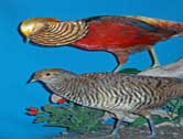 Golden Pheasant Pair